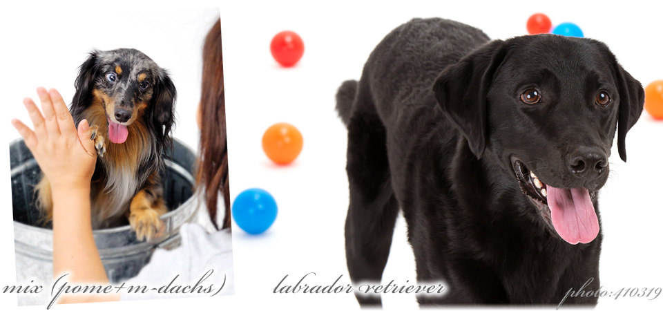 ふぉとさいく犬猫ペットスタジオ撮影では小型犬・中型犬・大型犬・ご家族で写真撮影OK!