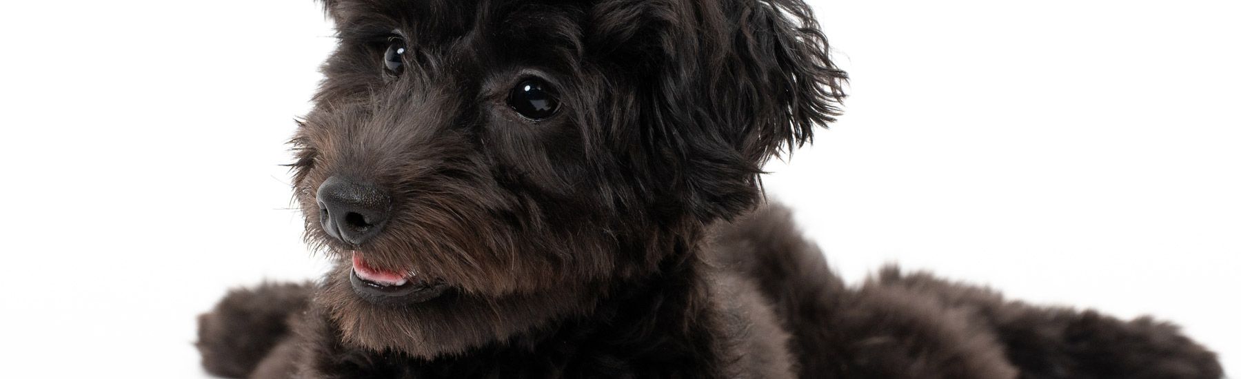 ペットスタジオ撮影とデータ提供のサービス / ふぉとさいく