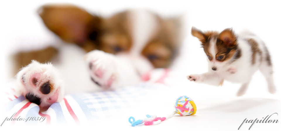 ふぉとさいく犬ペットスタジオ撮影では自然な表情や動きのある撮影も