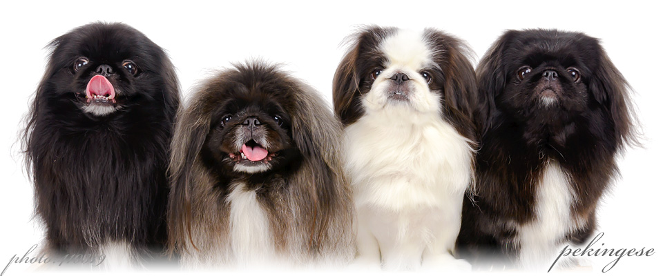 犬猫スタジオ撮影