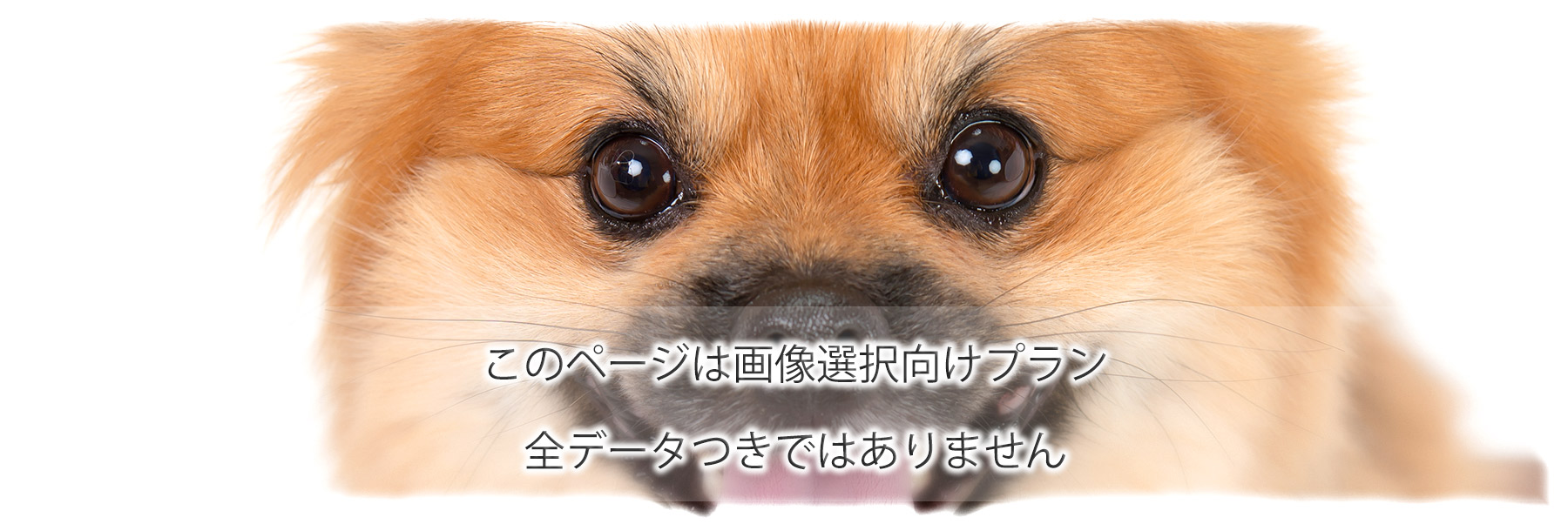 撮影選択向けついて