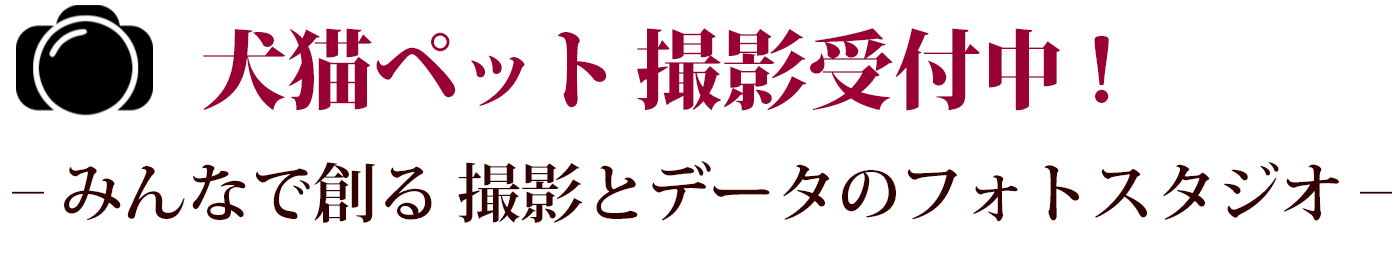 犬猫ペットご家族撮影受付中