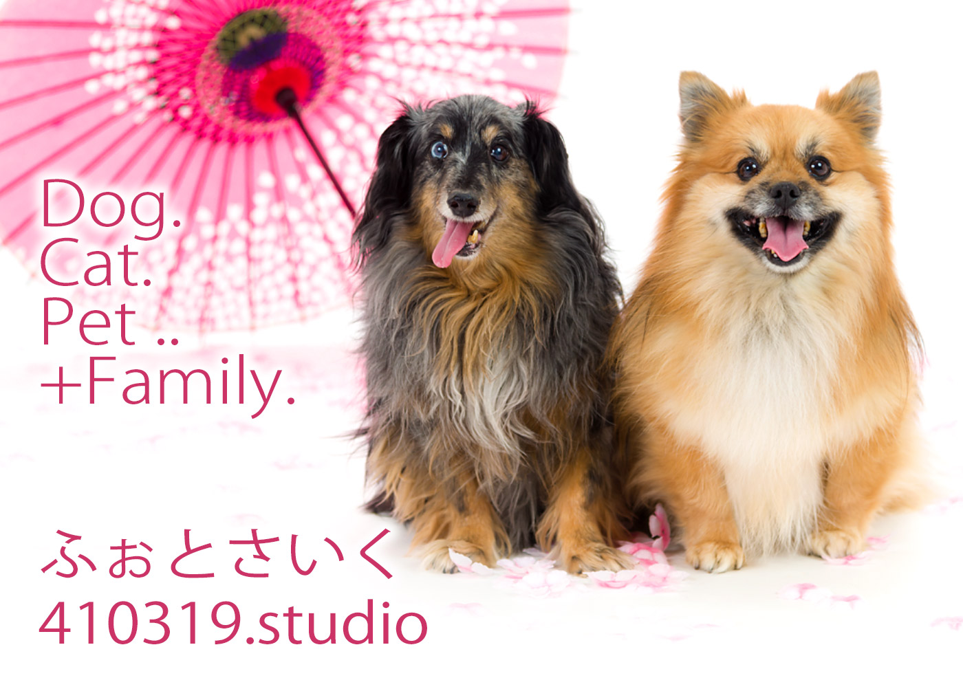 犬 猫 ペット フォトスタジオ ご家族も一緒に撮影できる写真スタジオ ふぉとさいく