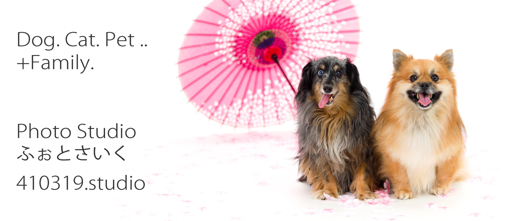 ペットだけでも・ご家族と一緒でも撮影できる小さな写真スタジオ / ふぉとさいく