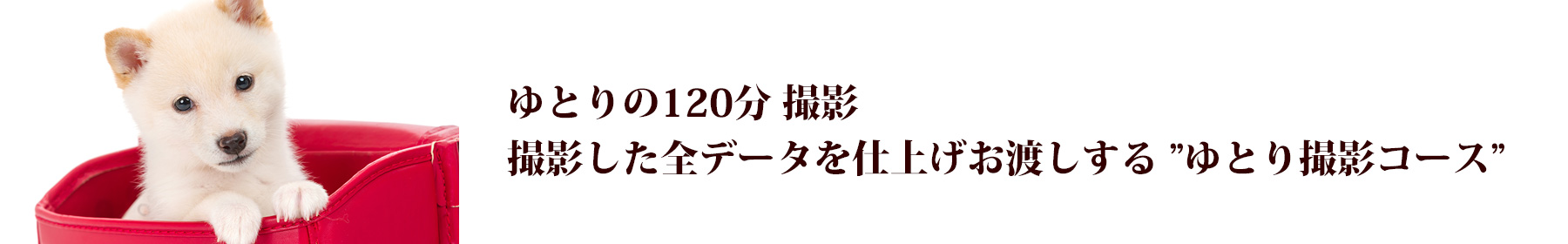 全データゆとりコース