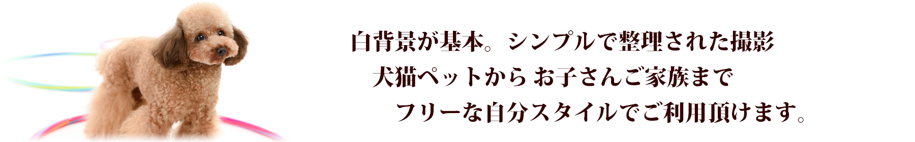 犬猫ペット撮影