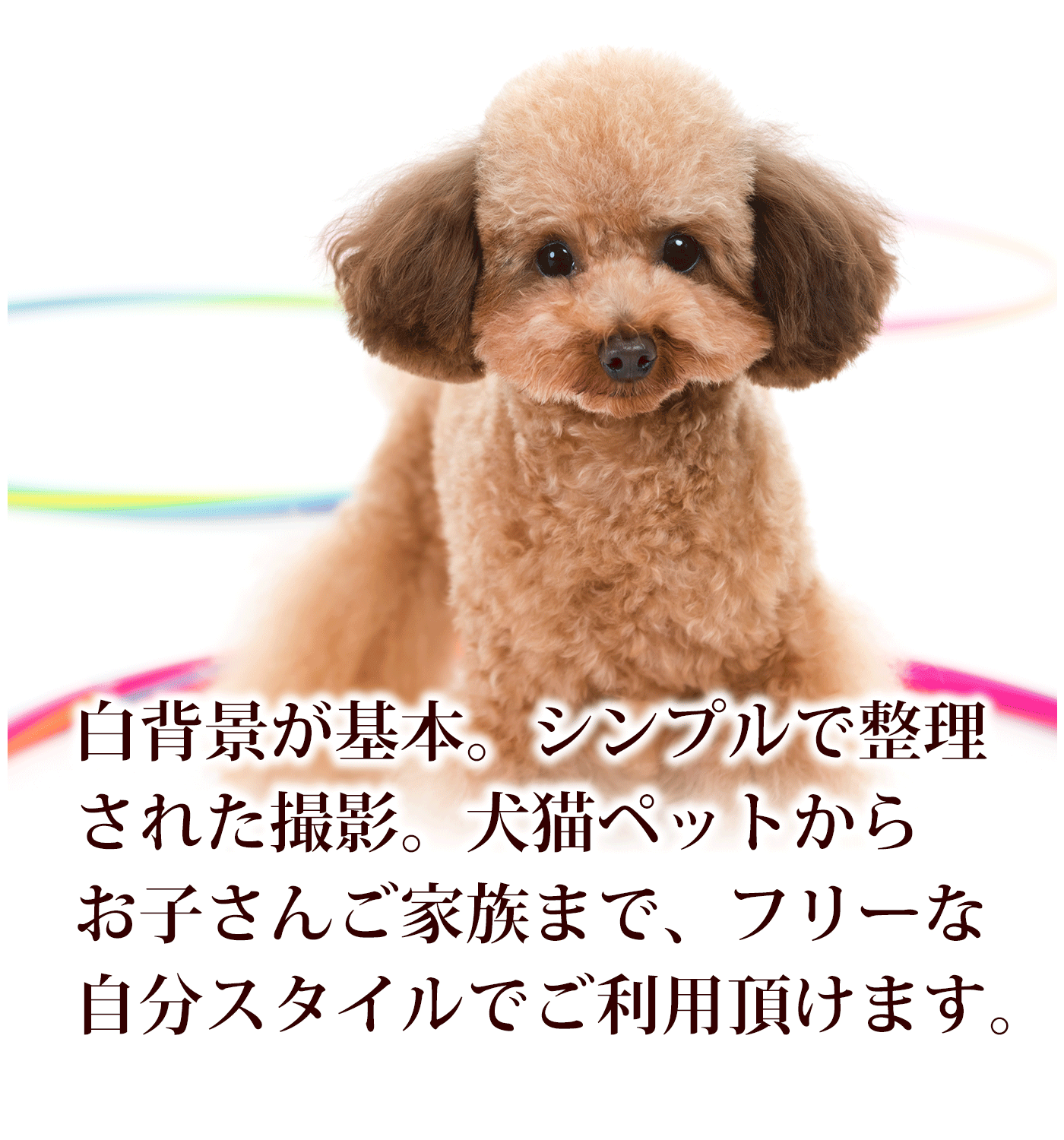 犬猫ペット撮影