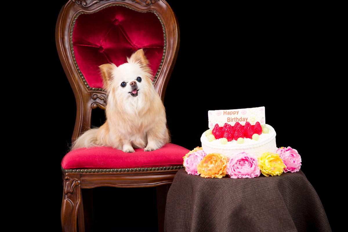 犬 猫 ペット フォトスタジオ 写真撮影 黒バックに赤椅子の定番撮影