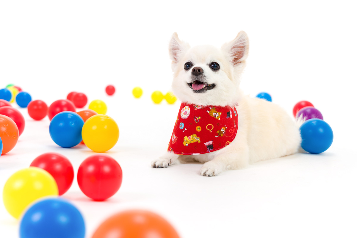 犬 猫 ペット フォトスタジオ 写真撮影 カラーボールの定番撮影