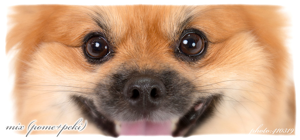 犬猫ペットだけでも・ご家族と一緒でも・キッズだけでも楽しみながらみんなで写真撮影できる小さなフォトスタジオ その場でレタッチするポートレート・証明撮影もOK。埼玉県川越市にある小さな写真撮影スタジオ