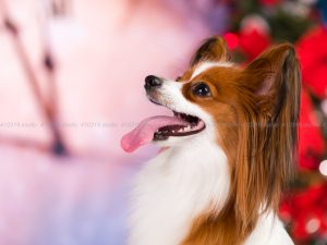 犬撮影スタジオの写真　パピヨン