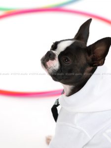 犬撮影スタジオの写真　ボストンテリア