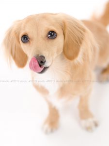 犬撮影スタジオの写真　ミックス犬