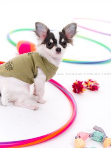 犬撮影スタジオの写真　チワワ