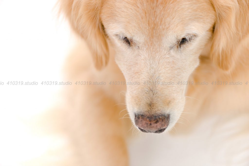 犬撮影スタジオの写真　ゴールデンレトリーバー