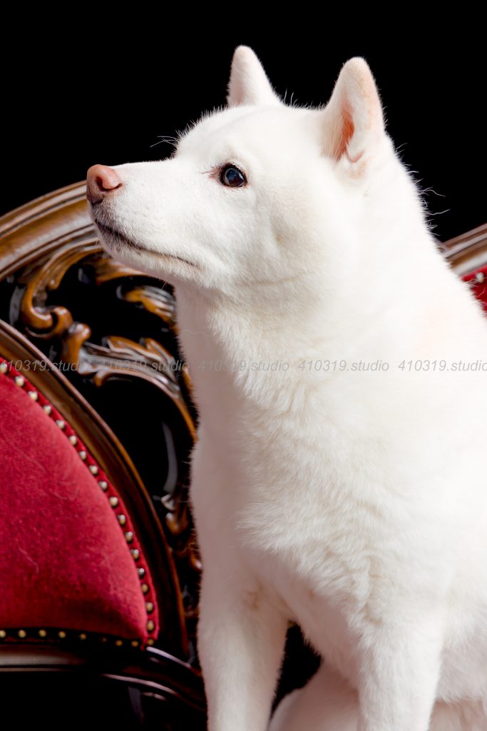 犬撮影スタジオの写真　柴犬