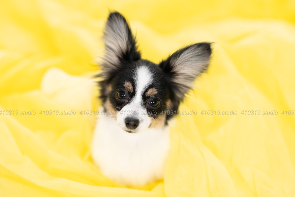 パピヨン 410319.studio