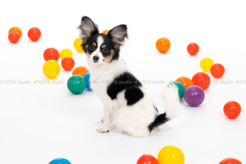 パピヨン 410319.studio