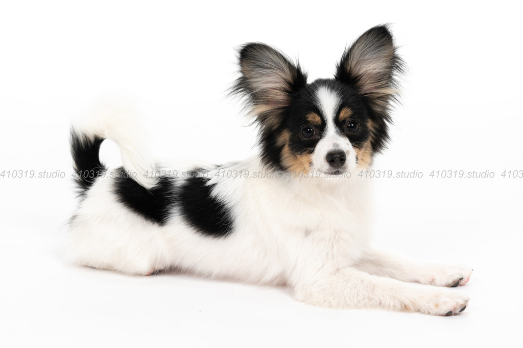 パピヨン 410319.studio