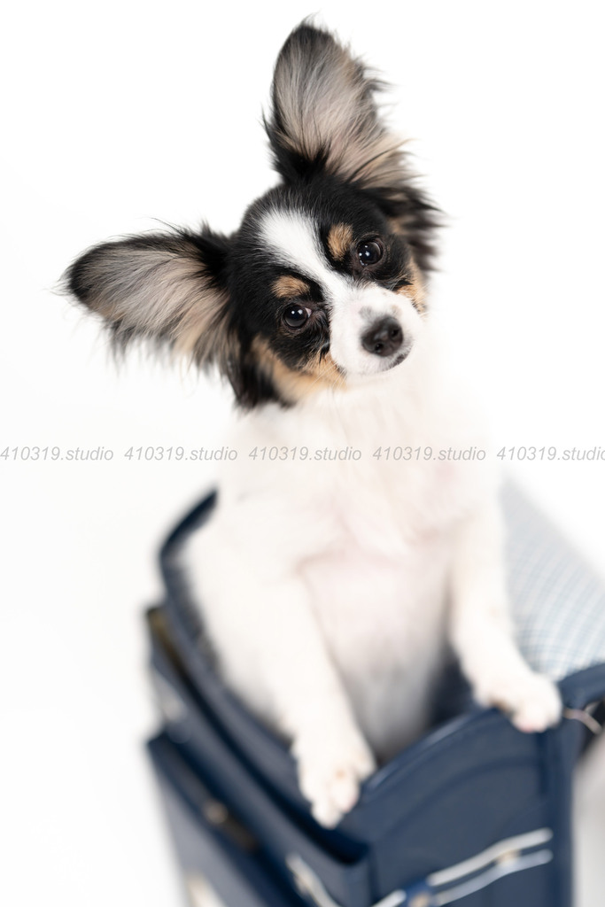 パピヨン 410319.studio