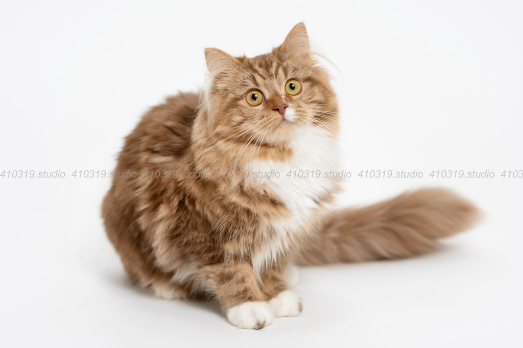 ミックス猫 410319.studio