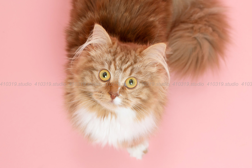 ミックス猫 410319.studio