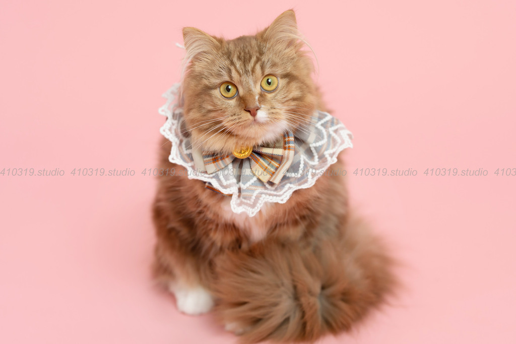ミックス猫 410319.studio