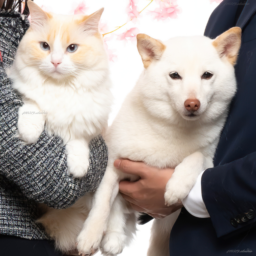 ラグドール 柴犬 410319.studio