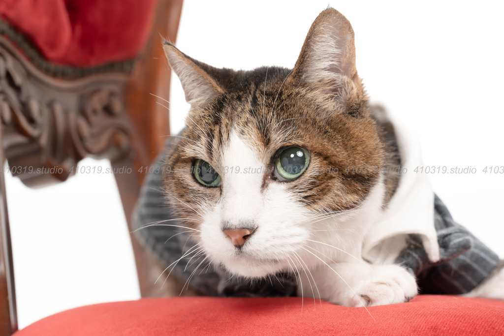 日本猫 410319.studio