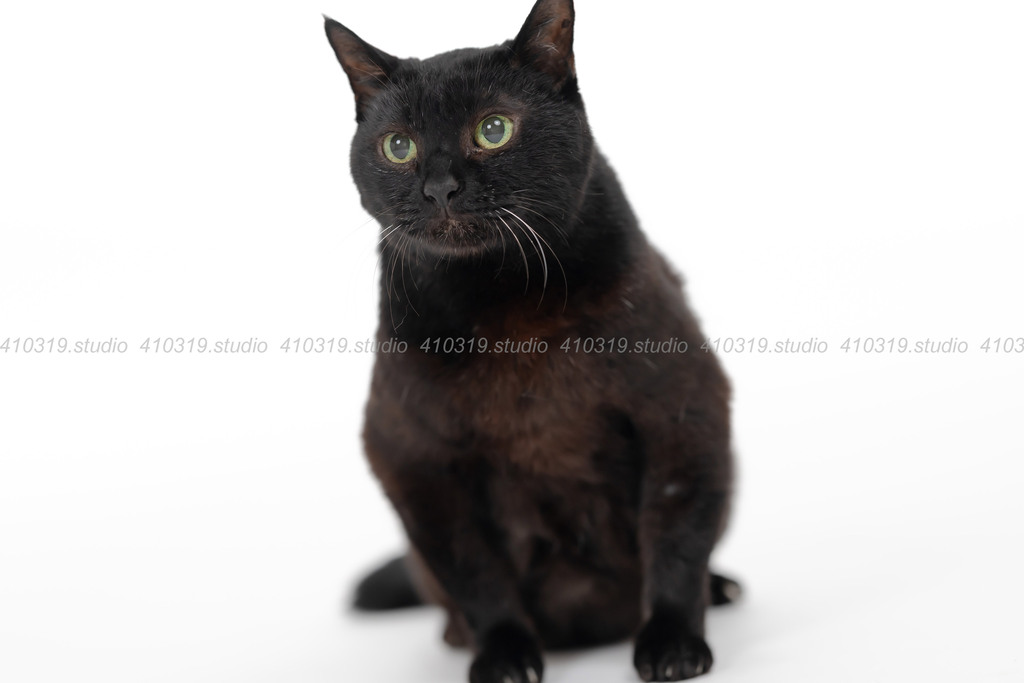 日本猫 410319.studio