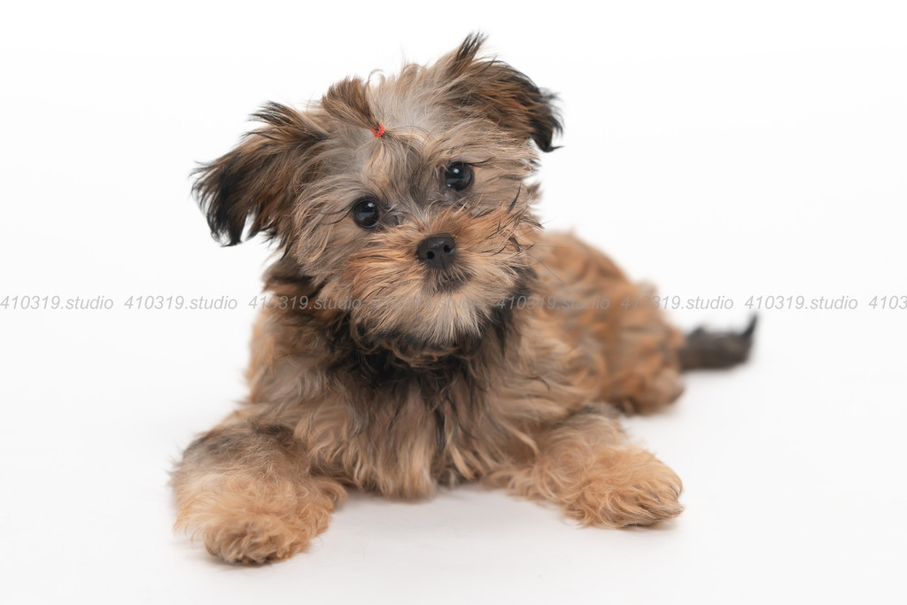 ミックス犬 410319.studio