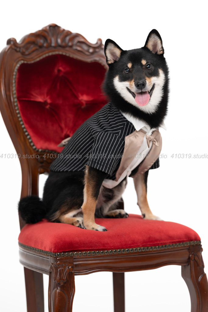 柴犬 410319.studio