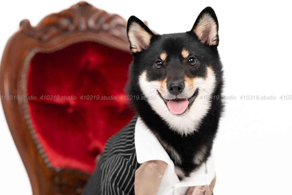 柴犬 410319.studio