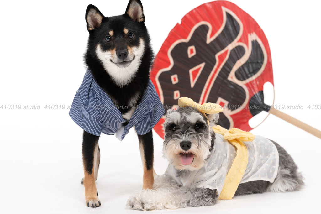 柴犬 ミニチュアシュナウザー 410319.studio