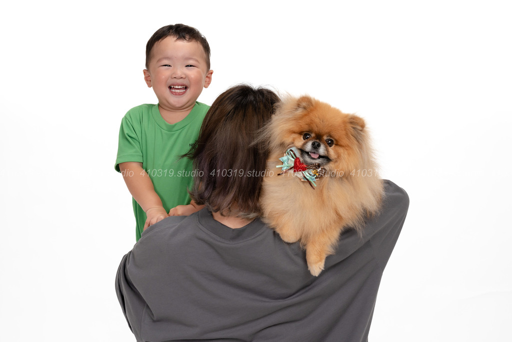 ポメラニアン 41319.studio