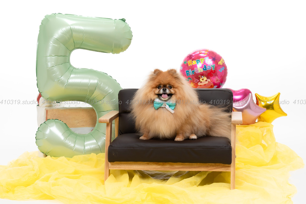 ポメラニアン 41319.studio
