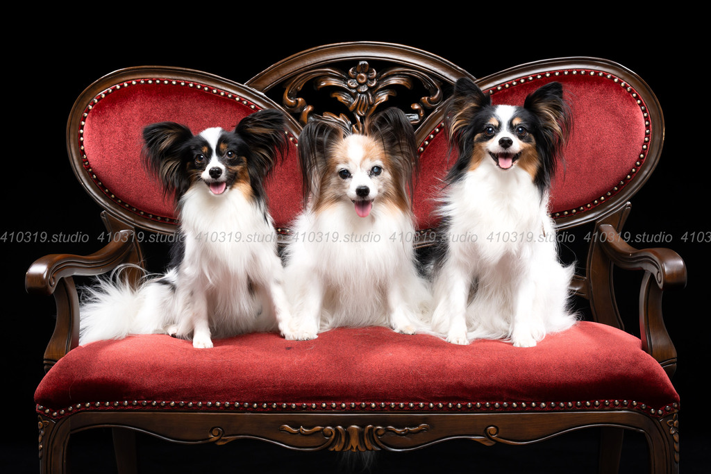 パピヨン 410319.studio