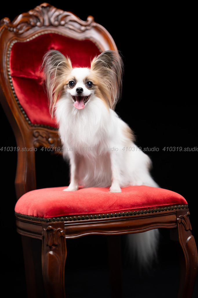 パピヨン 410319.studio