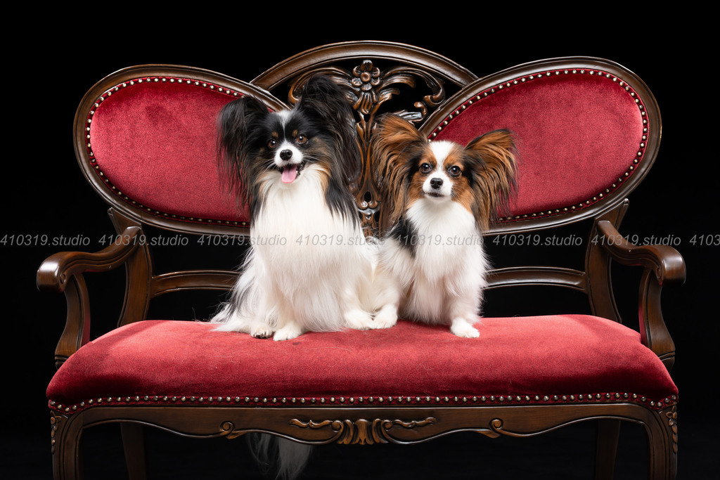 パピヨン 410319.studio