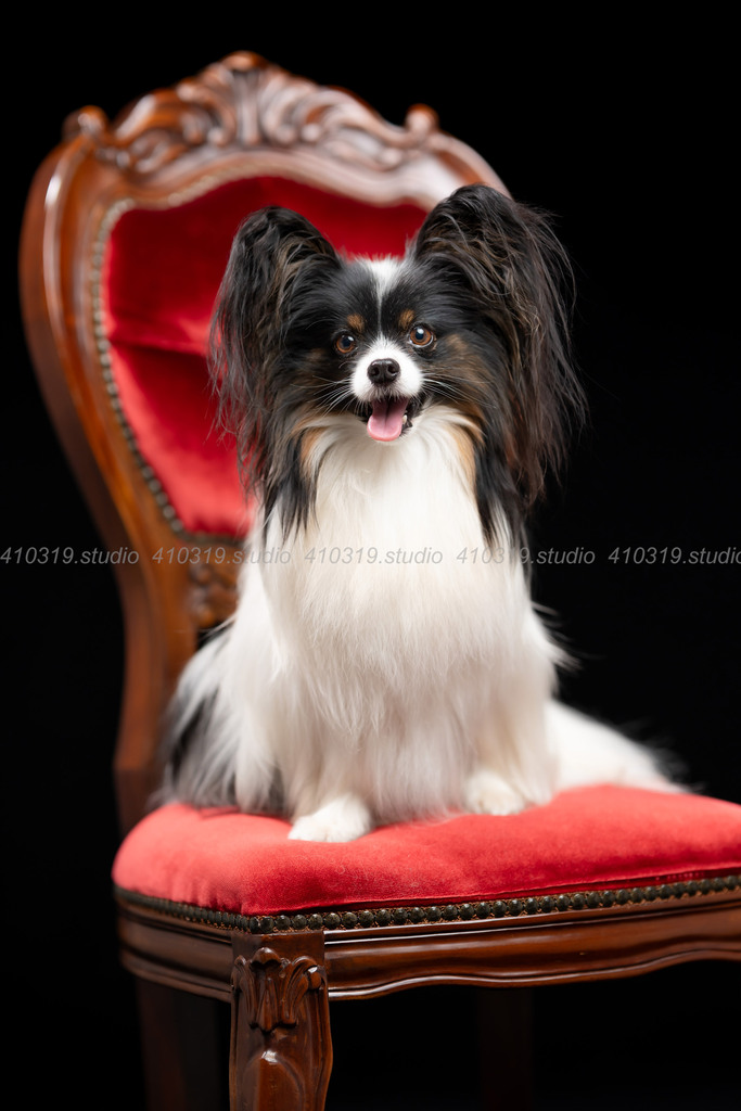 パピヨン 410319.studio