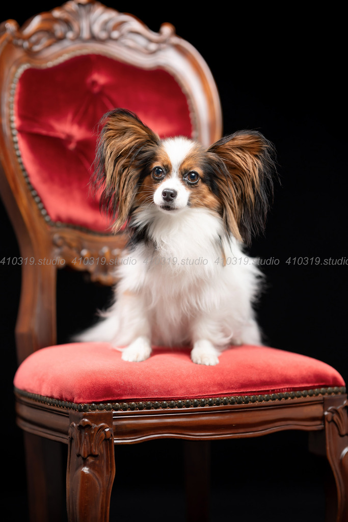 パピヨン 410319.studio