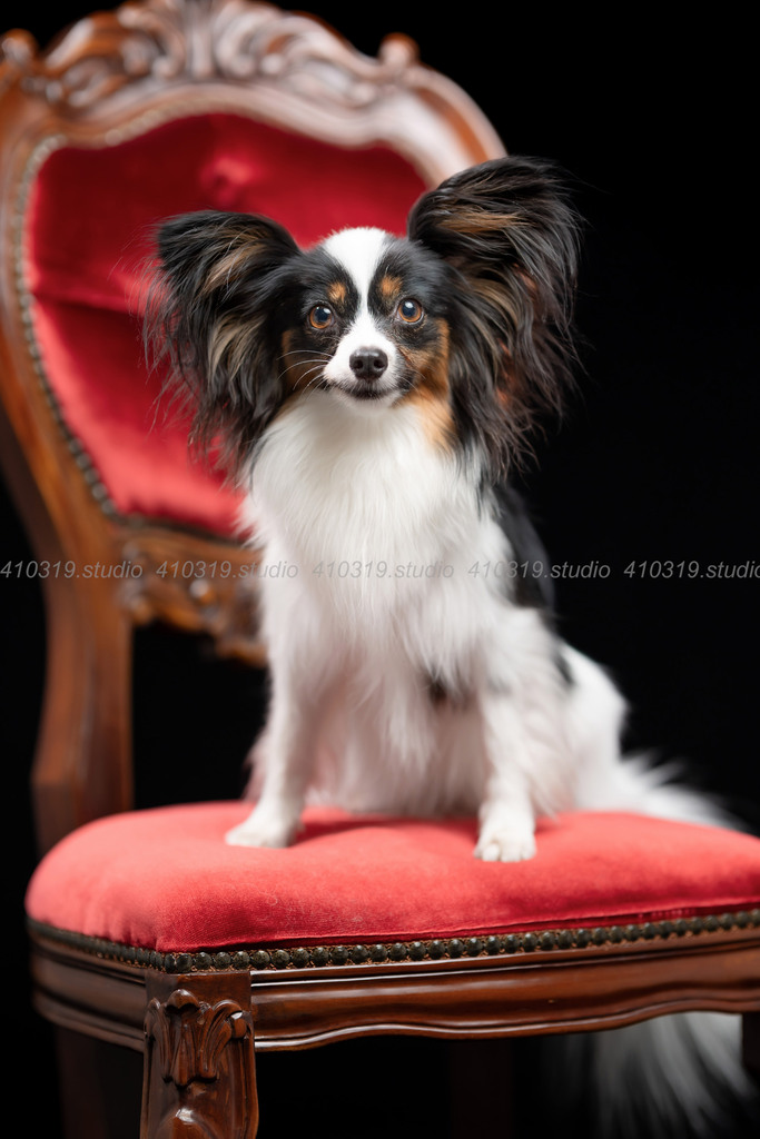 パピヨン 410319.studio