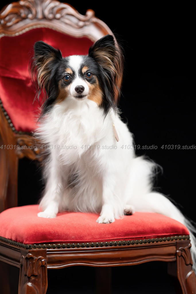 パピヨン 410319.studio