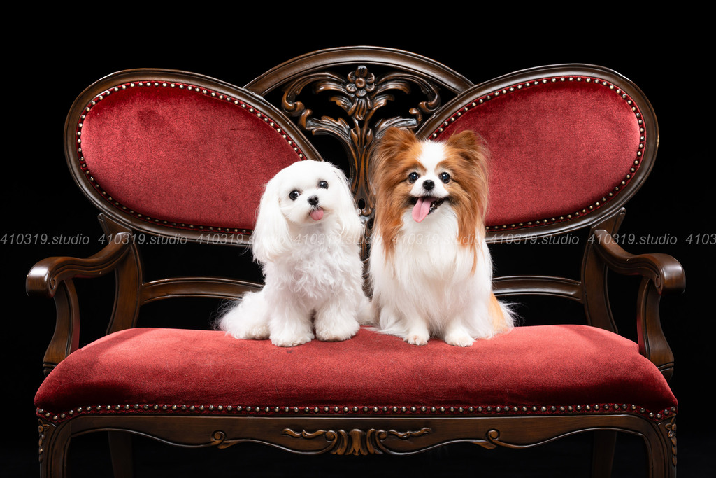 パピヨン マルチーズ  410319.studio