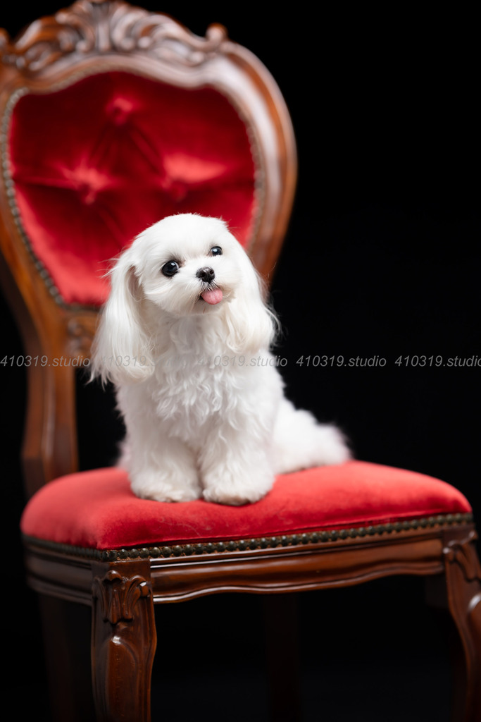 マルチーズ 410319.studio