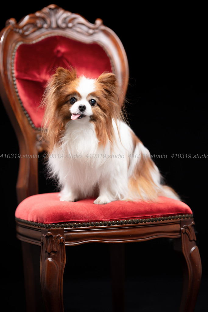 パピヨン 410319.studio