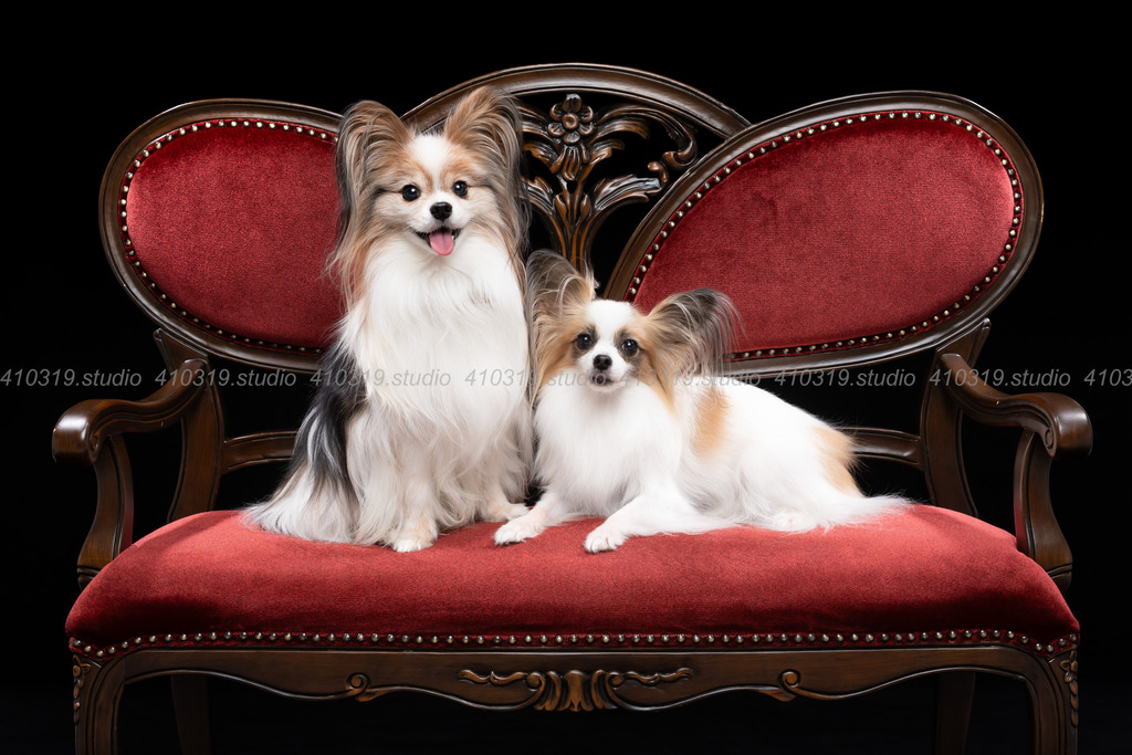 パピヨン 410319.studio