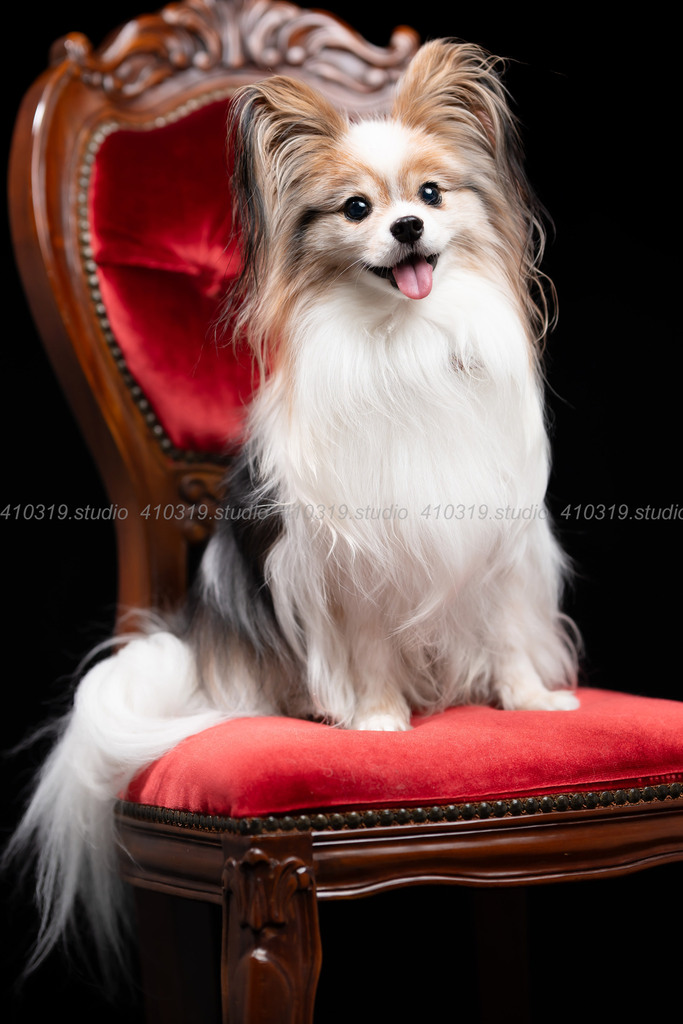 パピヨン 410319.studio