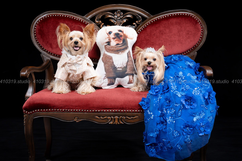 ヨーキー 410319.studio