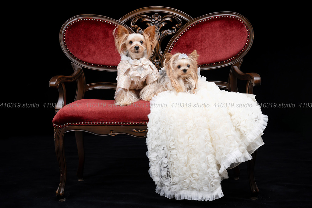 ヨーキー 410319.studio